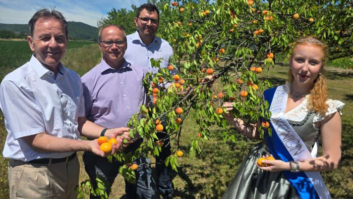 Startschuss für die Marillenernte in Kittsee
